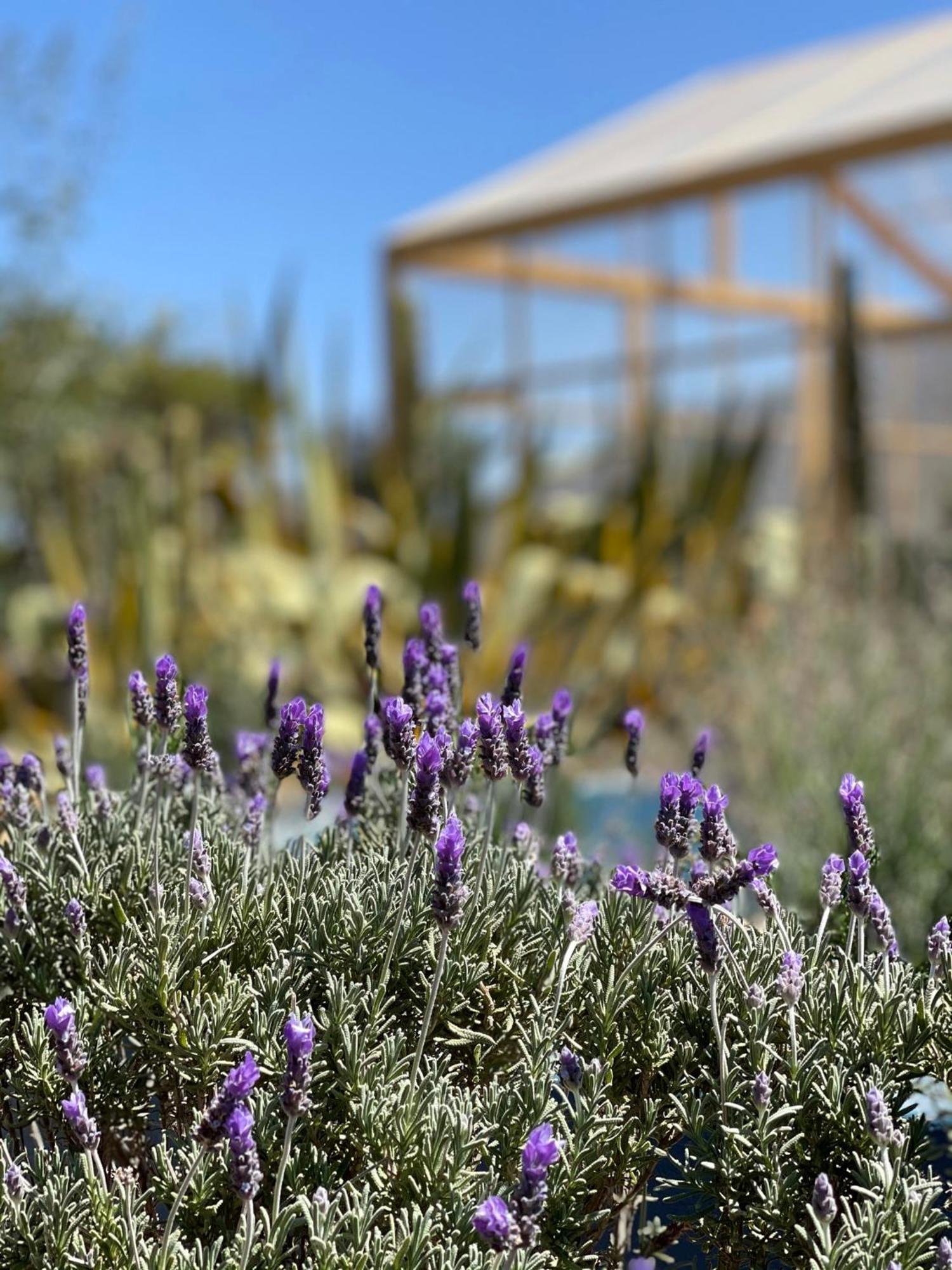 Lavanda Aldea Holistica San Miguel de Allende Exterior photo